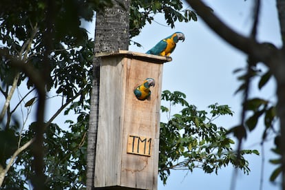 Un par de Parabas Barba Azul cuidan sus palomas en el nido artificial.