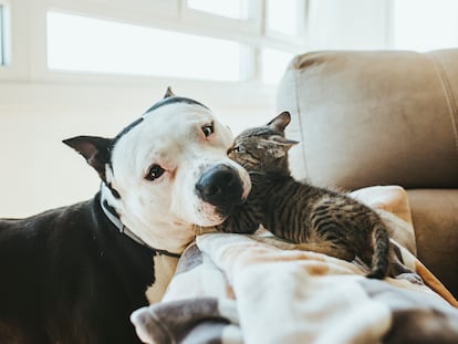 Un perro y un cachorro de gato jugando en el sofá.