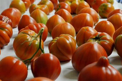 Distintas variedades de tomates.