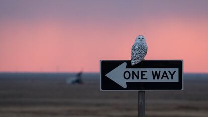 Un búho en un paisaje al atardecer.