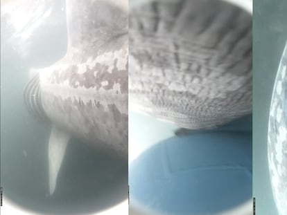 Grabado por primera vez el choque de un barco contra un tiburón