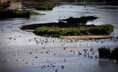 Una bandada de gaviotas reidoras descansa en el tramo cercano a la escuela de remo del río Manzanares.