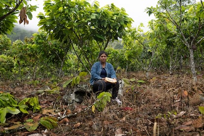 Nariño ha sido una de las zonas del país más castigadas por el conflicto armado y la siembra de cultivos de uso ilícito se perfiló durante décadas como una de las pocas salidas para el sustento de muchas familias. “Para los otros productos que se sembraba en la zona, el plátano, el maíz o la yuca, no había ni siquiera vías para transportarlos en grandes cargas y poder venderlos”, recuerda Rodríguez, sujetando entre las manos una mazorca de cacao partida en dos. 