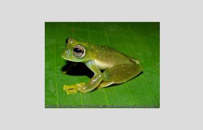 La población de esta rana colombiana arborícola, <i>Sachatamia punctulata</i>, es considerada como muy fragmentada, y no hay un cambio de tendencia debido a la pérdida de su hábitat fuera de las áreas protegidas debido a la expansión de la agricultura, la ganadería y la contaminación del agua en la Cordillera Central. En la Lista Roja se la califica dentro de las especies vulnerables.