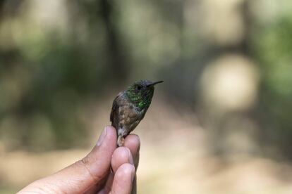 Un colibrí en el área de investigación científica de la UNAM.