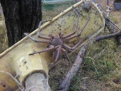 Una ara&ntilde;a cangrejo gigante australiana.
