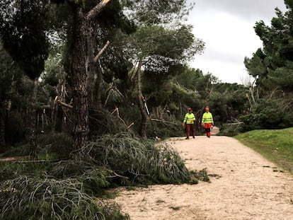 Los destrozos del temporal ‘Filomena’ en la Casa de Campo, en imágenes