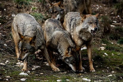 Varios ejemplares de lobo ibérico en el centro del lobo Félix Rodríguez de la Fuente, en Puebla de Sanabria (Zamora).