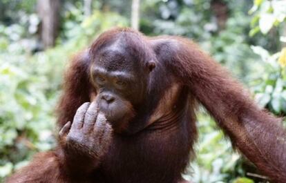 Estos simios hacen llamadas específicas cuando se encuentran en alerta en respuesta a avisos sociales.
