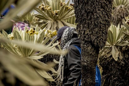 Estela Paspuezán camina entre frailejones durante una salida de reconocimiento del páramo junto a sus compañeros de la guardia ambiental.