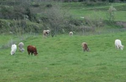 Un rebaño de vacas pasta en un prado. EFE/Archivo