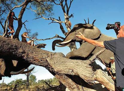 Rianne Ten Haken y Lara Stone subidas a un árbol, alimentan a dos elefantes.