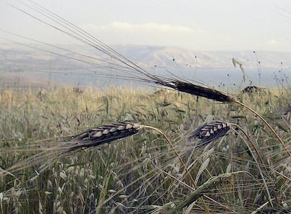 Trigo salvaje en su hábitat natural en el norte del mar de Galilea, Israel.
