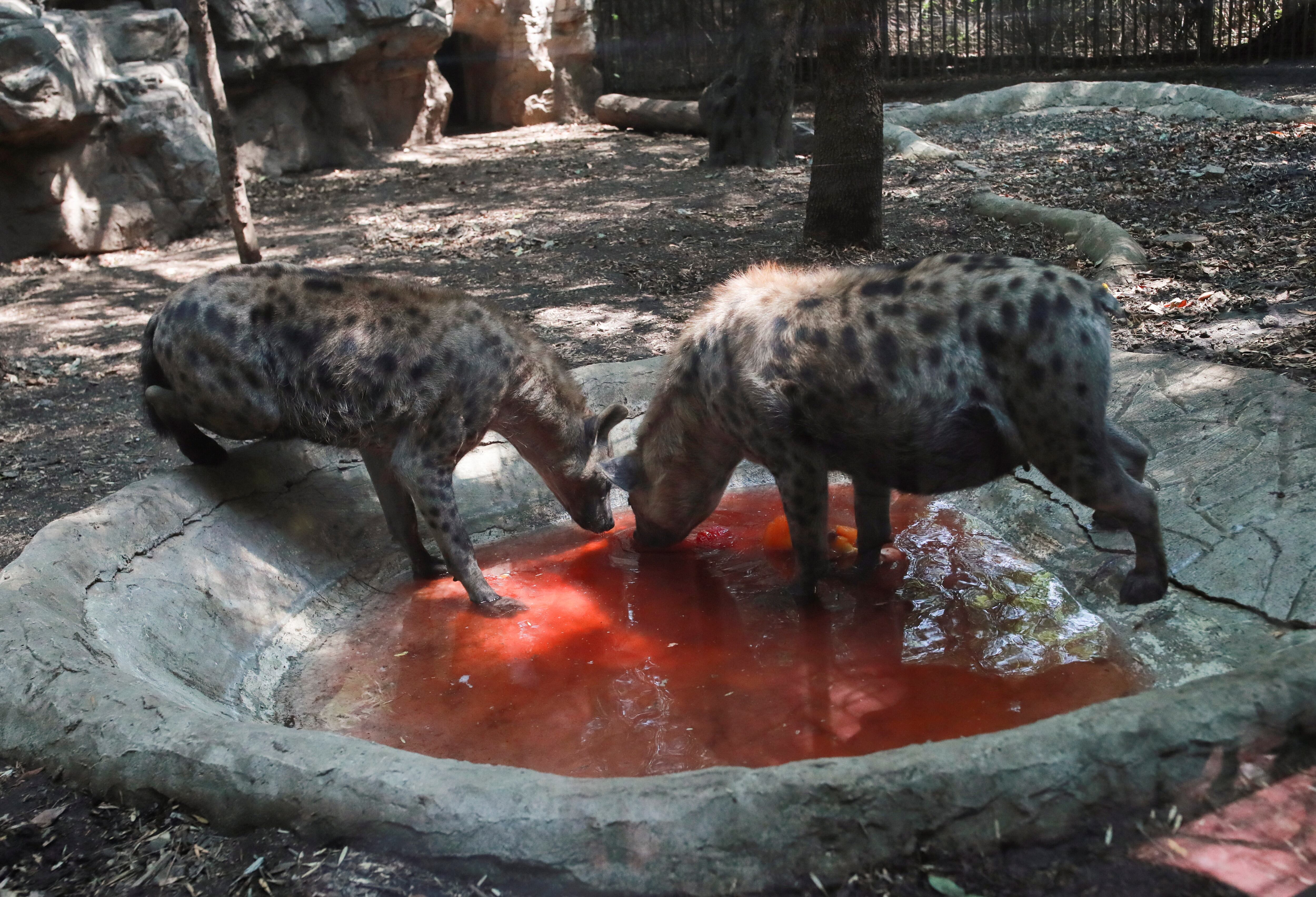 Un par de hienas comen una paleta helada hecha de carne y fruta en el Zoológico de Chapultepec, este jueves.