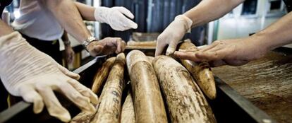 Tailandia ha sido hasta ahora uno de los principales mercados no regulados de marfil.