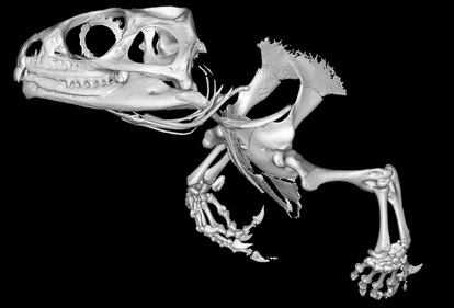 Reconstrução em 3D de uma parte do esqueleto de um tuatara, réptil em risco de extinção, atualmente encontrado apenas na Nova Zelândia. A reconstrução foi feita por microtomografia, de forma que os cientistas puderam dissecar digitalmente o animal para estudá-lo sem danificar o espécime original.