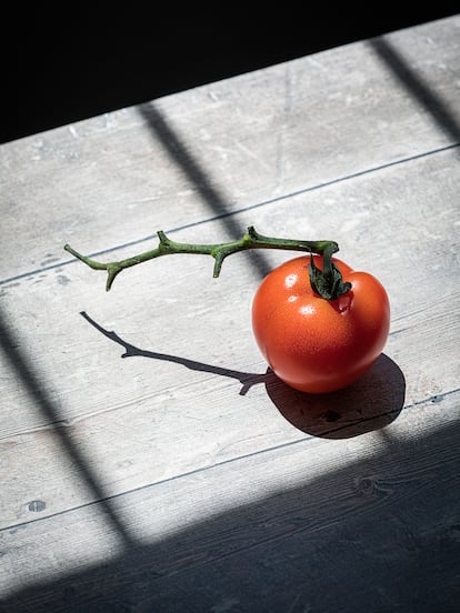 Un tomate Jack. Un híbrido de una de las variedades más cultivadas.