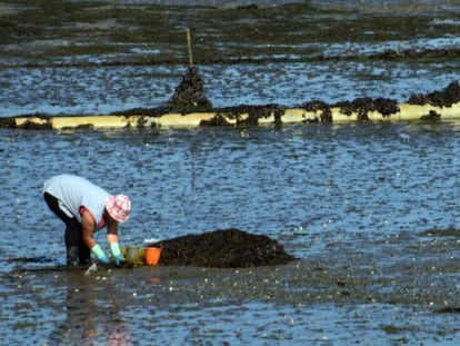 Una mariscadora junto a una tuber&iacute;a en la R&iacute;a de Ferrol