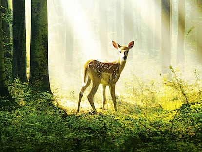 Promotional image of the French film 'Bambi: A Tale of Life in the Woods.'