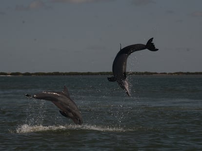 Delfines nariz de botella saltando antes de aparearse.