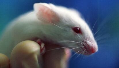 Investigadores estadounidenses han creado ratones más longevos cuando estudiaban los efectos de un nuevo antitumoral.