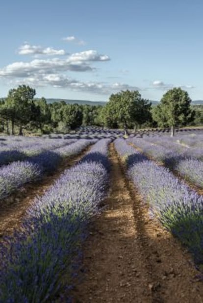 Campo de lavanda.
