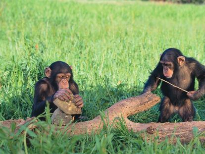Chimpanzees playing with sticks and stones.