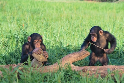 chimpanzees