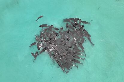 A handout photo made available by Western Australia's state Department of Biodiversity, Conservation and Attractions shows a pod of whales swimming off the West Australian coast forming a heart shape in the water before stranding themselves on a remote beach in Western Australia, Australia, 25 July 2023 (issued 26 July 2023).