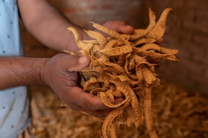 Frutos de algarrobo secos.