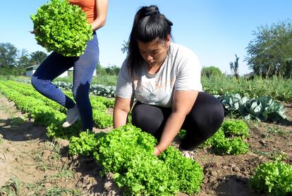 Celesta y Camila Cuello cosechan vegetales en la huerta agroecológica del vecindario de El Barrial, en la ciudad de San José.