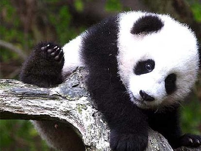 Panda gigante del zoológico de San Diego fotografiado a los seis meses de edad.