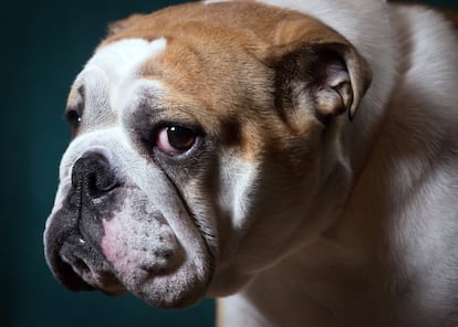Betty,una perra de raza Bulldog inglesa de 2 años de edad.