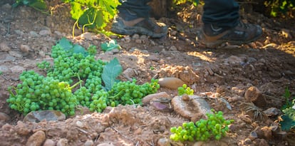 Racimos de uva recién cortados por un trabajador en un viñedo en Murillo de Río Leza (La Rioja), a principios de julio.