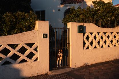 Un perro contempla la calle en la puerta de una vivienda de la colonia.