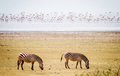 Cebras y flamencos forman parte del paisaje habitual en el parque nacional del lago Manyara, en el norte de Tanzania.