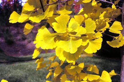 Entre las especies ganadoras este el árbol ginkgo biloba. Tanto sus hojas como sus semillas tienen distintos usos medicinales.
