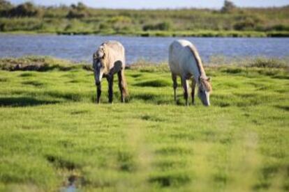 Caballos originarios de la Camarga viven en libertad en la isla de Buda.