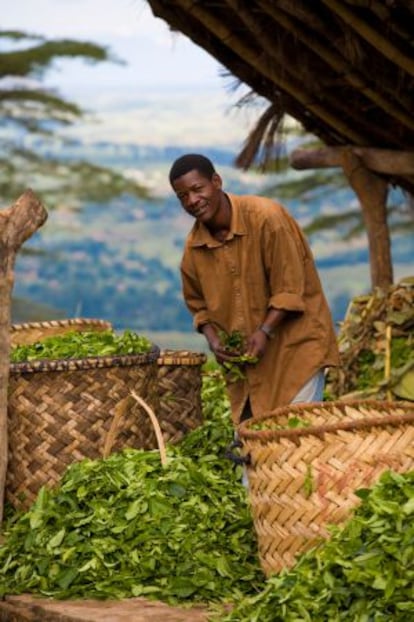 Recogida del té en la región de Gurúè, en Mozambique.