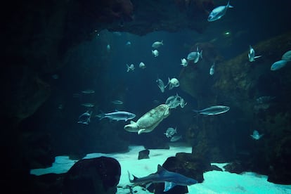 En el BIOPARC de Gijón se encuentra un gran oceanario donde conviven diferentes especies de peces y tortugas.