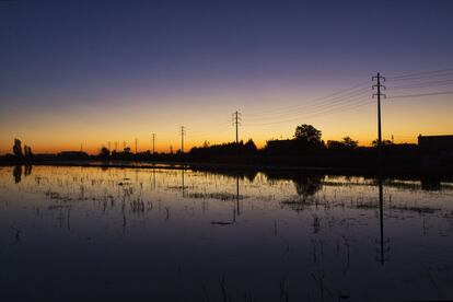 Imatge d'una albada en un arrossar al Delta de l'Ebre.