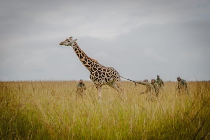Nueve jirafas baringo o de Rothschild, una subespecie amenazada de extinción, fueron llevadas en junio desde una granja en Eldoret a la reverva de Ruko, en Kenia, en una compleja operación
