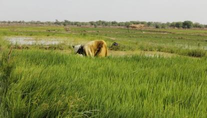 Los campos de arroz son el lugar de trabajo de los vecinos de Ndiawara.