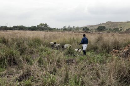 Un hombre pastorea a unas ovejas en los alrededores de la favela Dilma Rousseff.