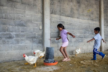 Niños tratan de alcanzar unos pollos durante la entrega de bienes incautados en Texcatitlán.