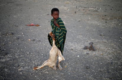 Un niño lleva el cadáver de una cabra en un pueblo cerca de Loiyangalani, Kenia.