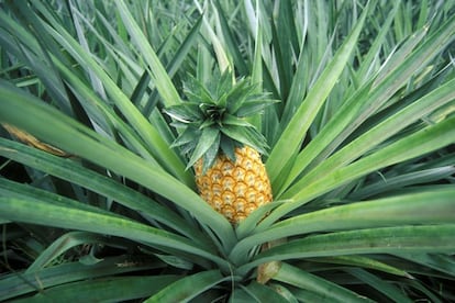 La piña tampoco nace de ningún árbol o arbusto, sino de una planta tropical llamada <i>Ananas comosus</i> que crece a ras de suelo y que no llega al metro de altura, cuya flor acaba resultando en esta fruta. <p>Junto al plátano, el aguacate y ciruela, la piña es de las frutas con más triptófano, aminoácido esencial que promueve la <a href="http://elpais.com/elpais/2014/09/01/buenavida/1409589396_221579.html" target=blank>liberación de serotonina</a> (hormona relacionada con la felicidad). Útiles para levantar el ánimo y tratar el insomnio.</p>