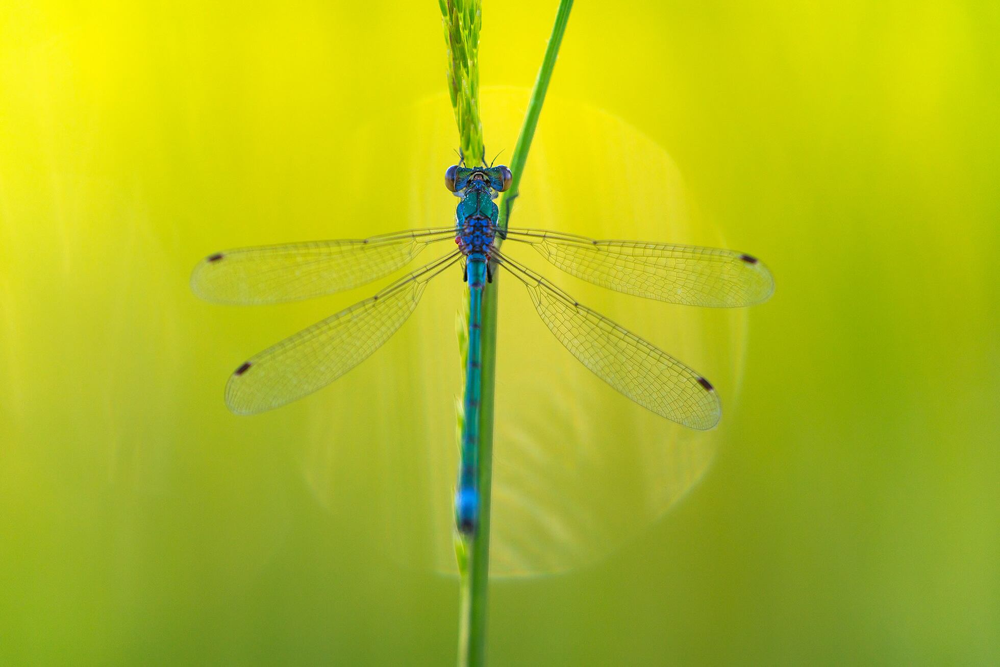 Insects: Essential but endangered creatures | Science | EL PAÍS English