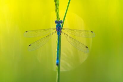 A damselfly (genus ‘Lestes’) rests on a twig. They are different from dragonflies in that they can fold their wings over their abdomens. 