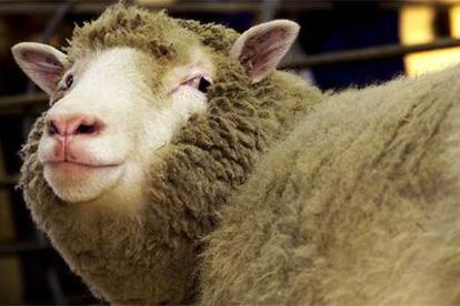 La oveja <i>Dolly,</i> el primer mamífero clonado, en una imagen de 2002.